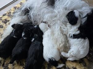 Rio and puppies