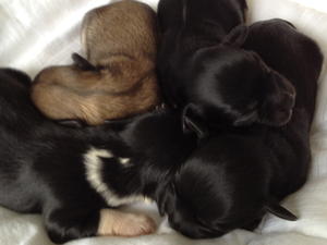 Puppies