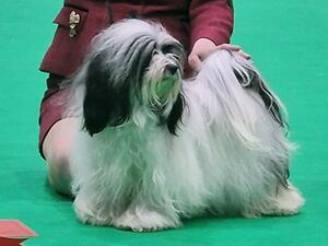 Crufts 1st Puppy Bitch