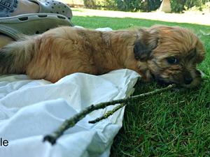 Mimi in the garden