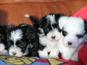 Puppies