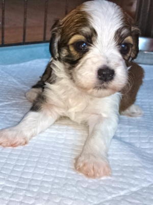 One of the puppies from this outstanding litter