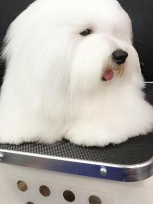 Prince