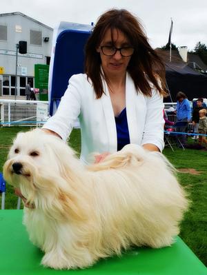 Lexie winning Reserve CC - WKC Ch Show 2018