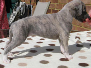Alroed Jewel in the Crown-4 weeks old