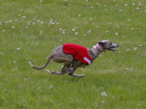Kristal lure coursing