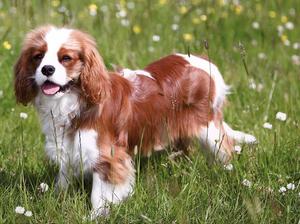 First show and still rather fluffy