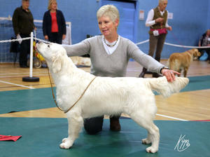 Scarlet winning Best Puppy in Show GRC of Wales