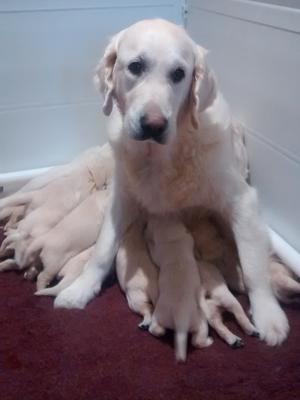 Mum and pups