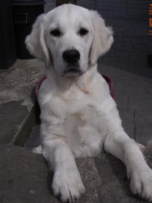 Cookie, 6 months