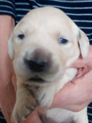 11 days old and eyes are opening