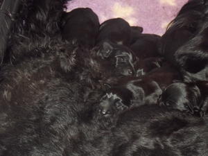 LITTER BORN - 25/11/2013