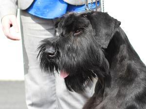 Sire Jun CH IKC CH Mountslemish Black Zoro