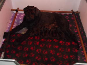 HERR RIESEN HEART BEAT (IMP ESP) BORN - 25/11/13