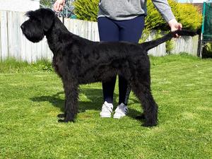 Mountslemish Black Carmen for sale 7 months