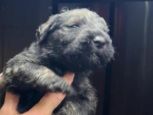 Pepper and Salt Giant Schnauzer