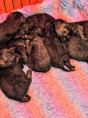 Pepper and Salt Giant Schnauzer litter