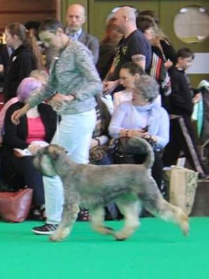 4th placing at Crufts at 15mths Judge Mr Frank Kan