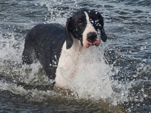 splash
