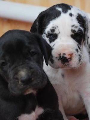 Harli & Black