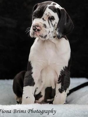 Cooper