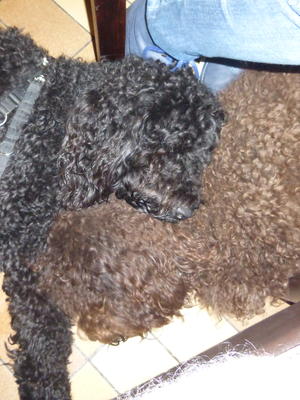 Hallie and Martha relaxing at the show