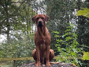 Rufus