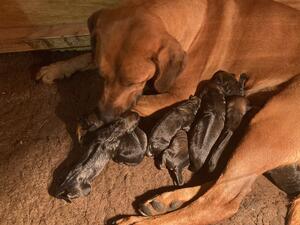 Mabel & pups