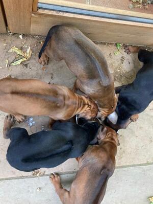 Puppies