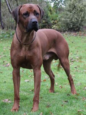 Trendsetter Ryder (Sire)
