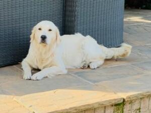 Here she is enjoying chill in the garden