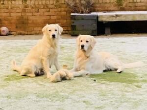 Proud to own both Mum and Dad (both our pets)