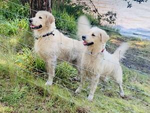 Dam & Sire (both our pets)