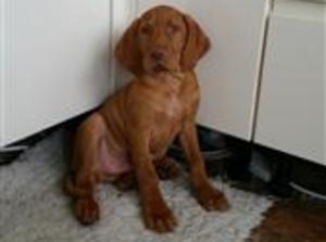 pup available