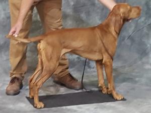 Sire of pup's. Afanleigh Rumble Red