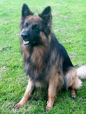 kc registered german shepherd