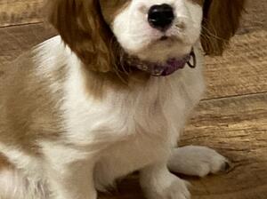 One girl pup available