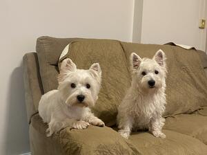 Darcy and Scooby