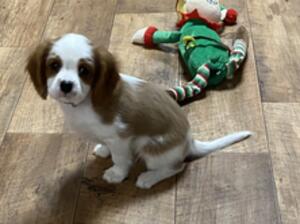 Girl pup available