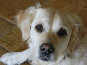 Amiapoil Airini of Kilimatinde - Flinty