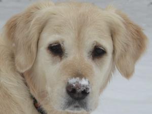 Amiapoil Airini of Kilimantide - Flinty - Snowtime