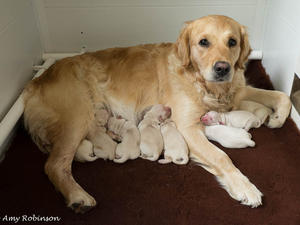 Juno and her puppies