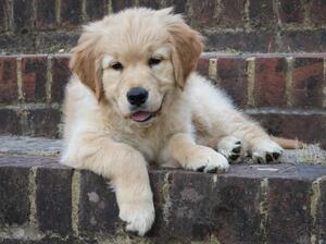 Orfhlaith - 8 weeks old