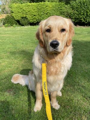 Orfhlaith - Qualified Therapy Dog