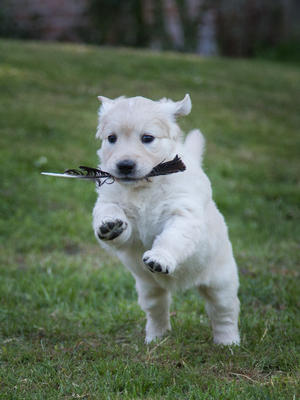 Aoife - Jumping for Joy