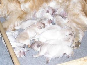 Fergus's puppies