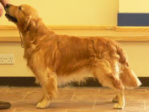 Bentley at NGRA Championship Show 2011