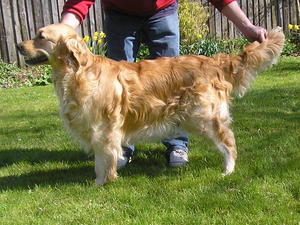 Horham Yes Sir I Can Boogie - 16 March 2012
