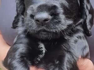 7weeks old