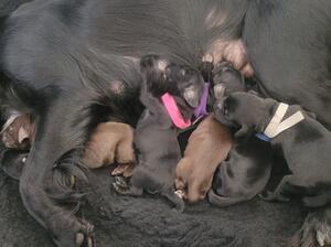 Litter born 30th September 2022